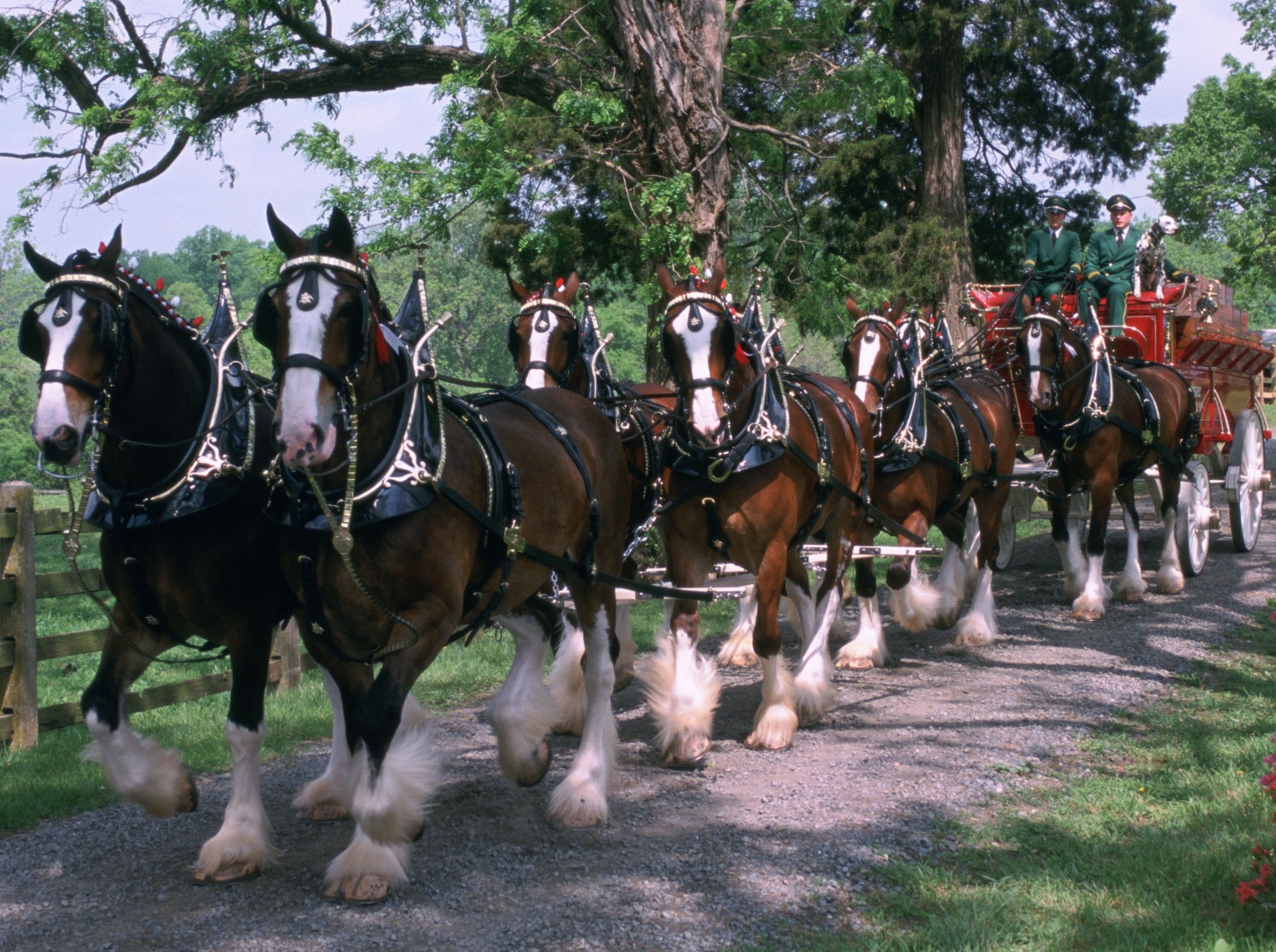 budweiser clydesdale farm tours