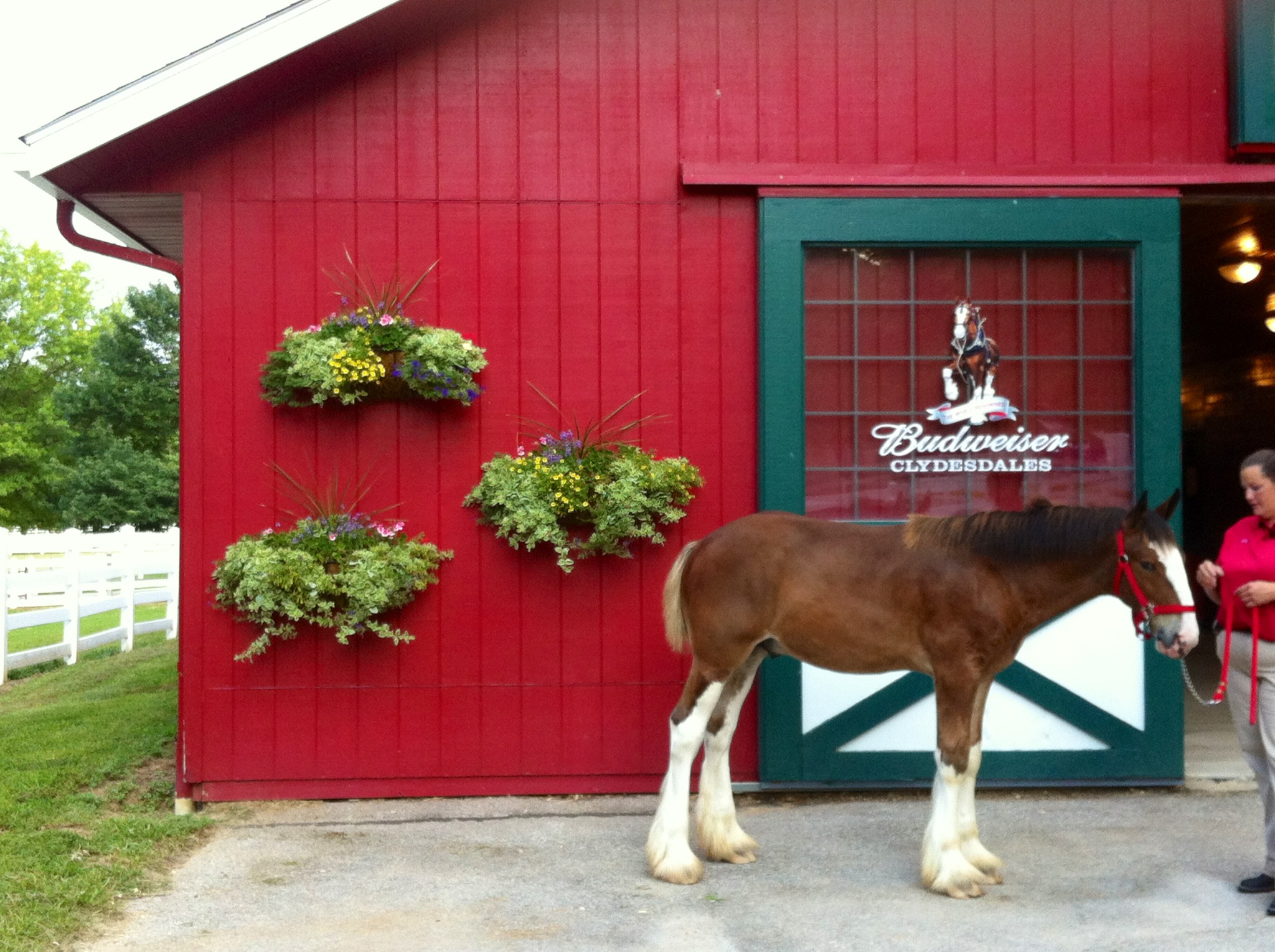 Stan, the Clydesdale, Comes Home to Grant's Farm | Anheuser-Busch