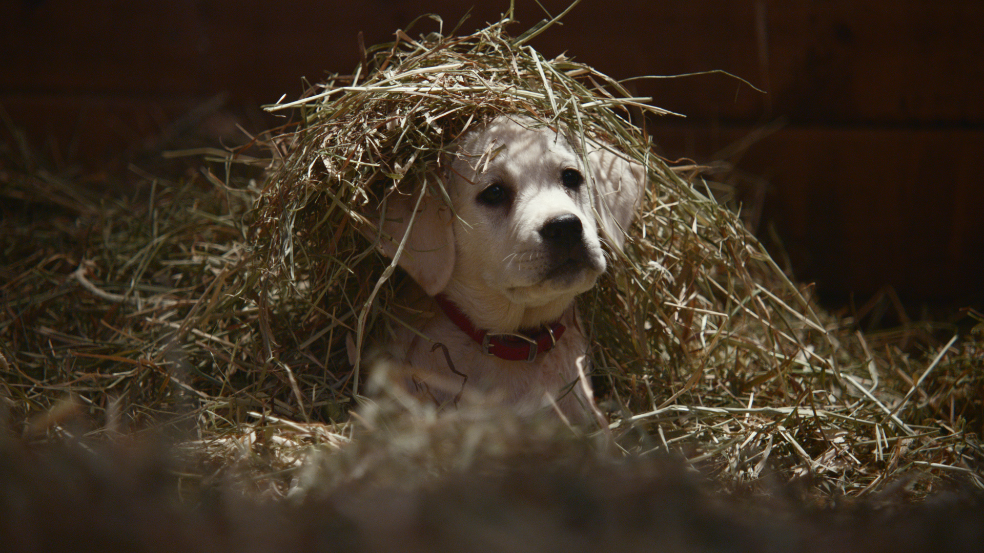 AnheuserBusch Super Bowl XLIX Ads to Spotlight Budweiser, Bud Light