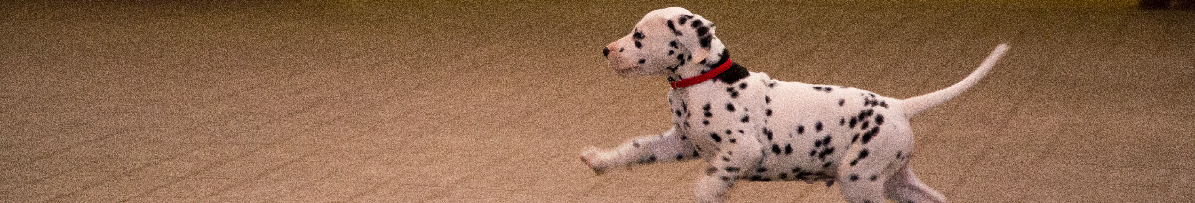 Meet Barley, Our Newest and Cutest Dalmatian Bud