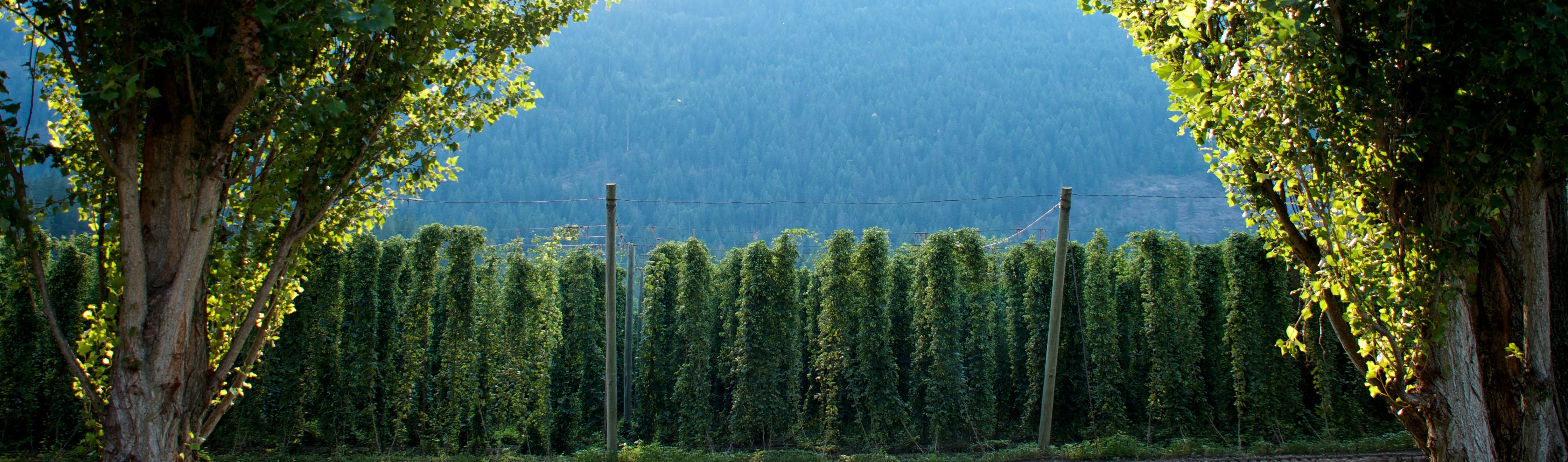 Growing Hops: A Chat with Ed Atkins of Elk Mountain Farm