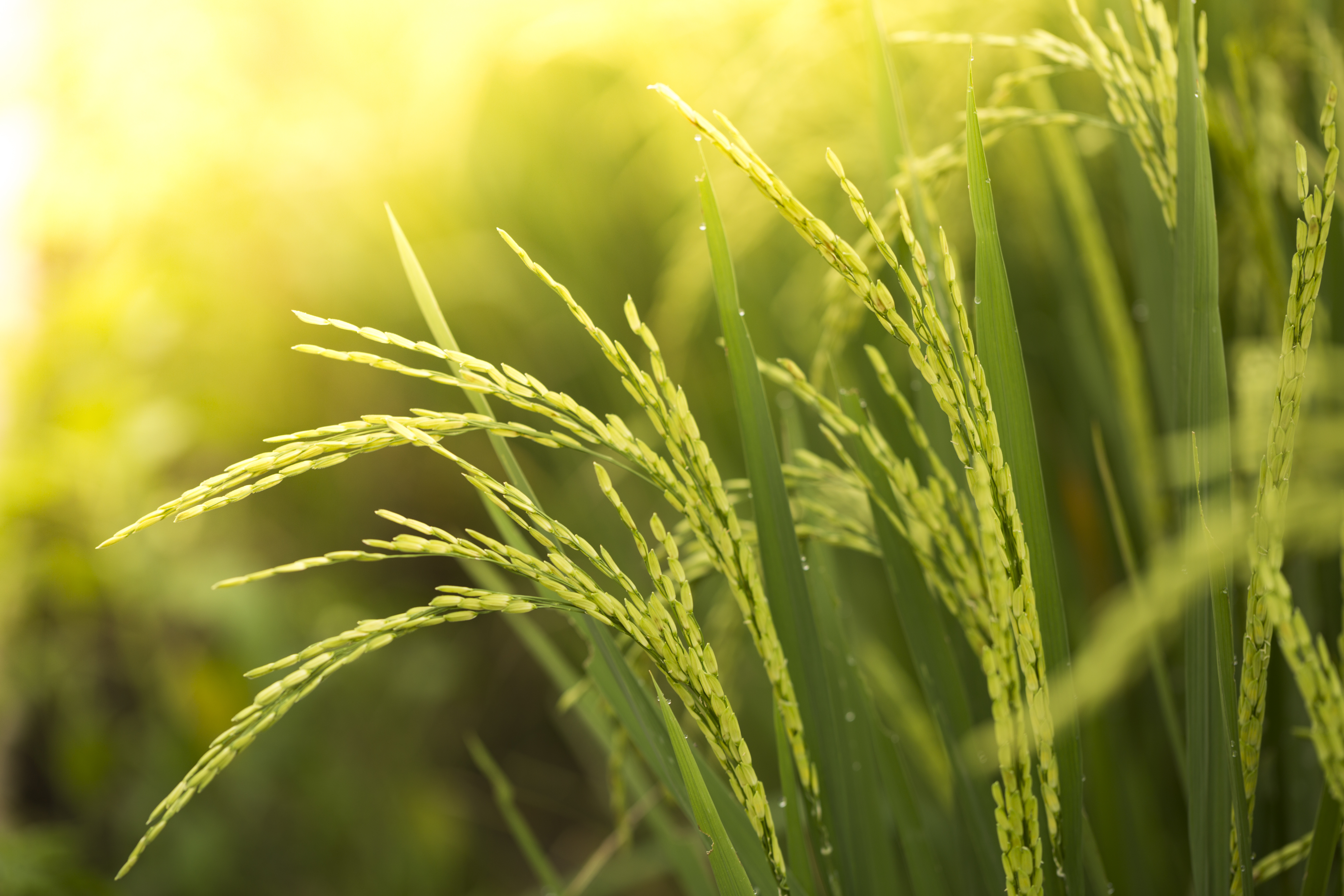 Anheuser-Busch and USA Rice Partner to Support Sustainable Rice Farming