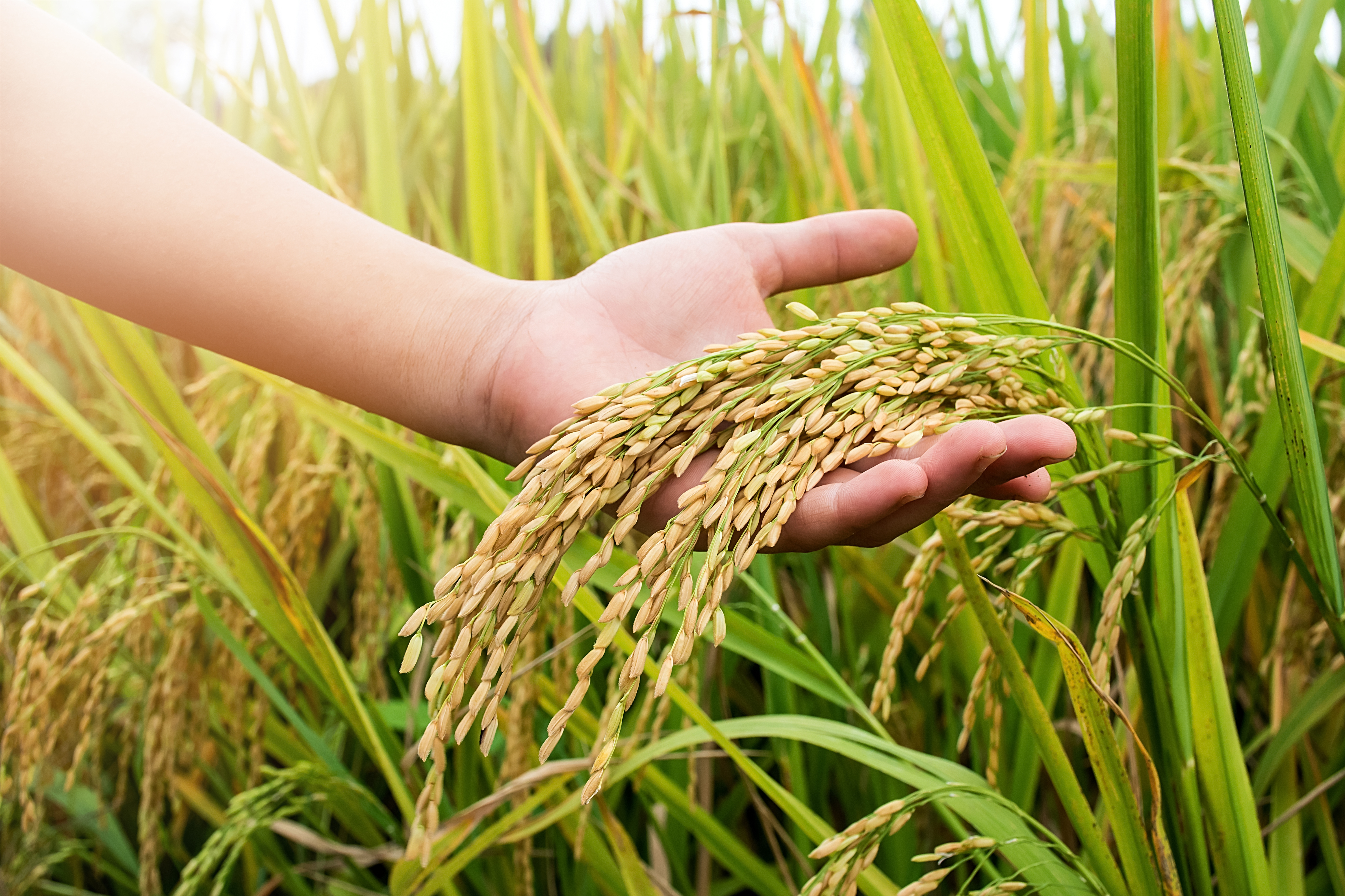 Indigo Agriculture and Anheuser-Busch Partner To Meet Sustainability Goals for Rice Production