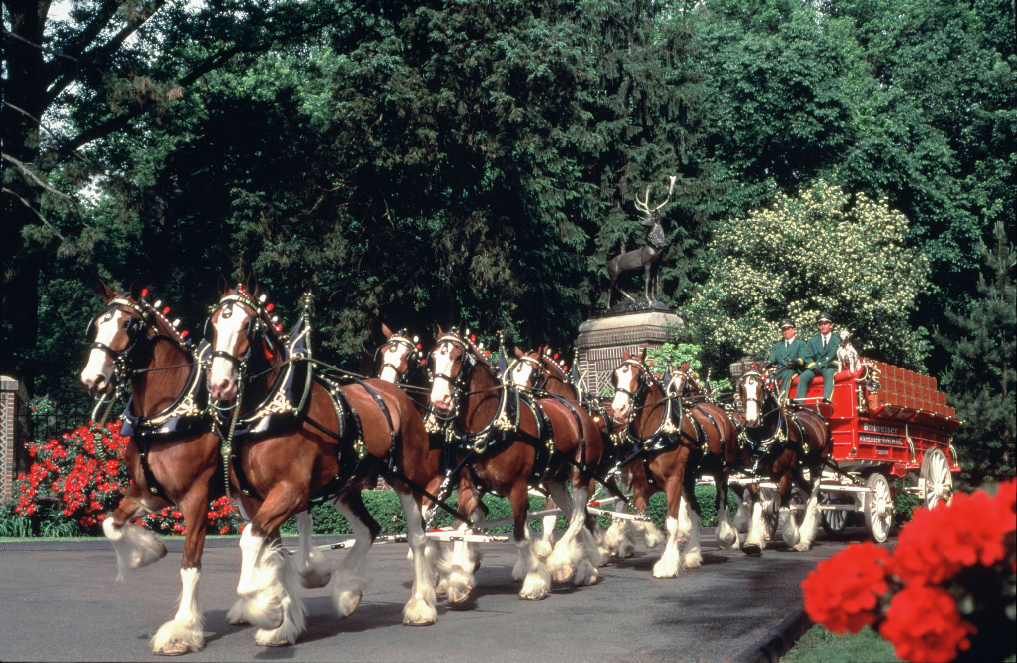 budweiser clydesdale tours