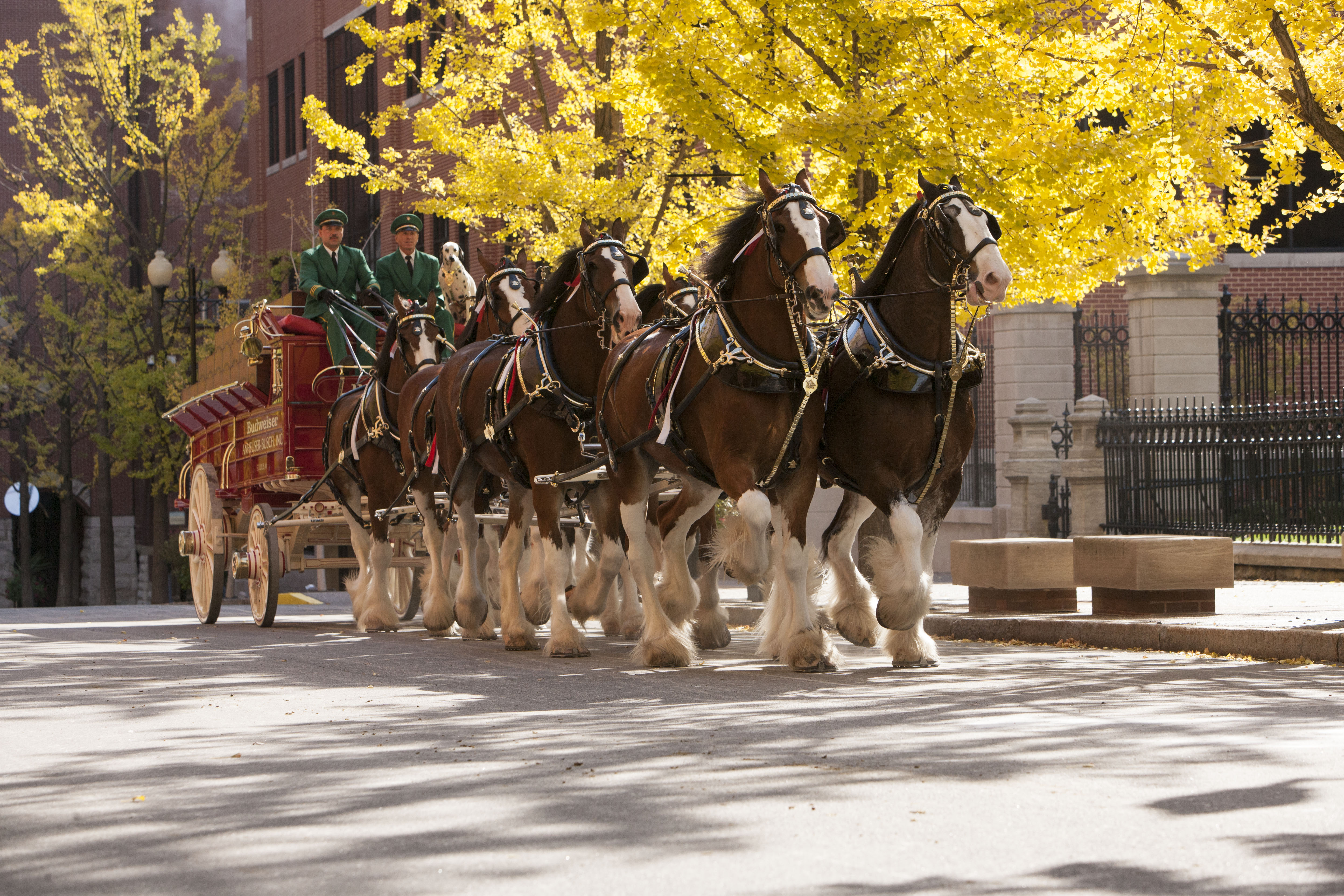 budweiser clydesdale farm tours