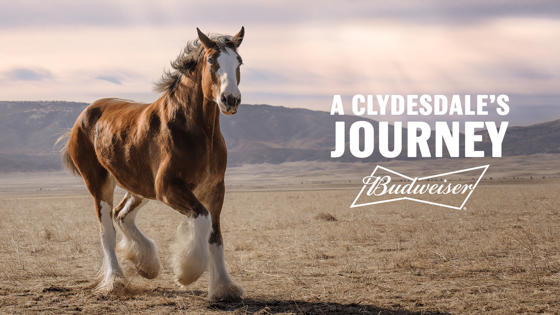 Budweiser Makes Powerful Super Bowl Comeback with a Message of American Resilience